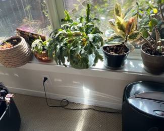 indoor plants