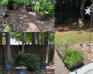 Lots of Live Plants in Planters