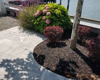 Hydrangeas & plants