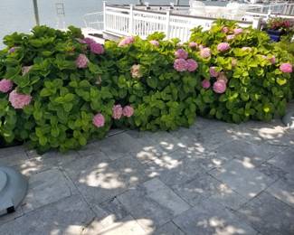 Hydrangeas