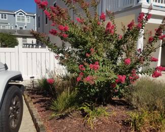 Crape Myrtle