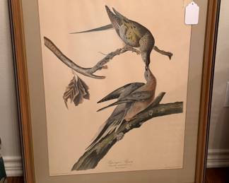 •	Audubon Prints