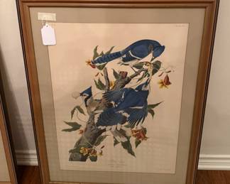 •	Audubon Prints