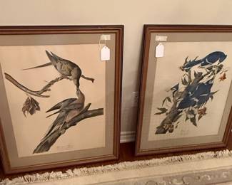 •	Audubon Prints