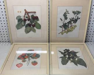 Framed Plant Prints 