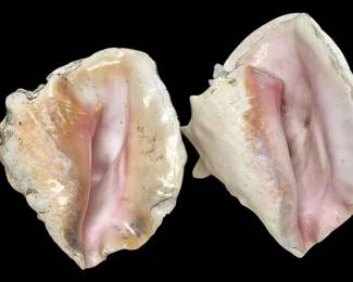 Two Large Pink Queen Conch Shells