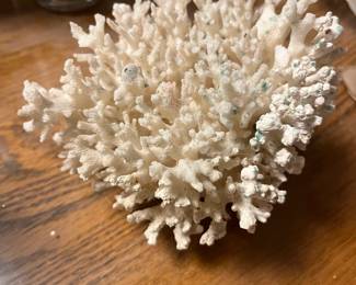 Coral...simply beautiful!