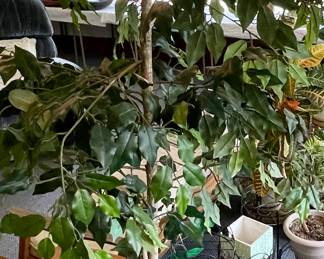 FAUX FICUS