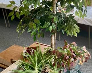 FAUX FICUS, HOUSE PLANTS