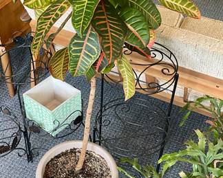 HOUSE PLANTS