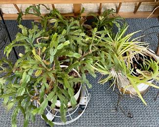 HOUSE PLANTS