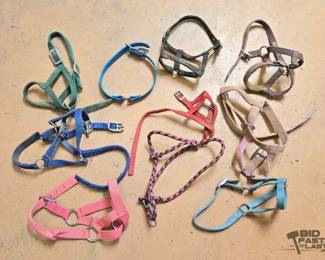 1994 Halters, Lead and Collar