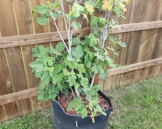 Fig Tree