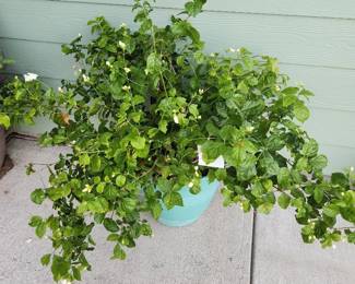 Jazmin plant