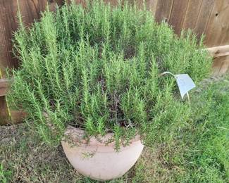 Rosemary plant