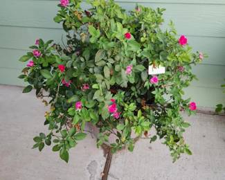 Knock out Rose