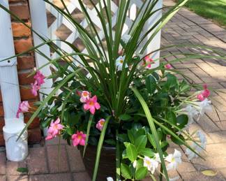 Live Potted Plants 