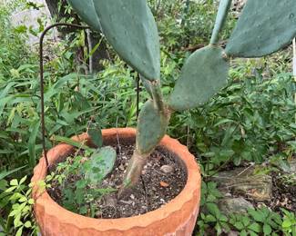 Planted pots-everywhere