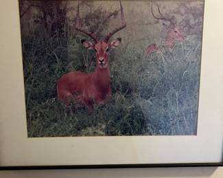 Wildlife Photo