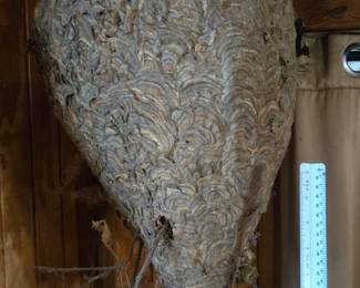 Large paper wasp nest