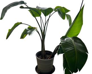 plant
