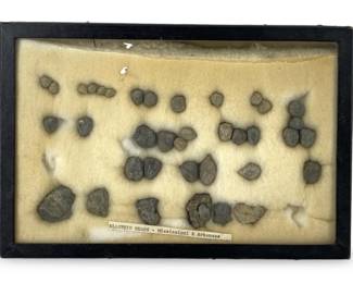 Mississippi & Arkansas Blastoid Head Collection
