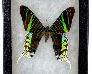 Urania Leilus Framed Butterfly