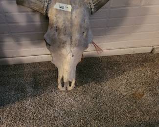 Cow Skull