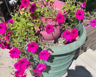 Potted Pink Petunias