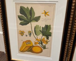 4 Trowbridge botanical prints 20" x 16" wide framed