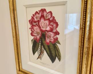 4 Trowbridge botanical prints 19"h x 16"w framed