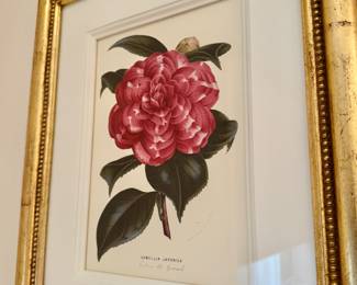 4 Trowbridge botanical prints 19"h x 16"w framed
