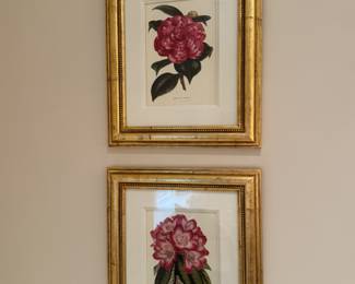 4 Trowbridge botanical prints 19"h x 16"w framed