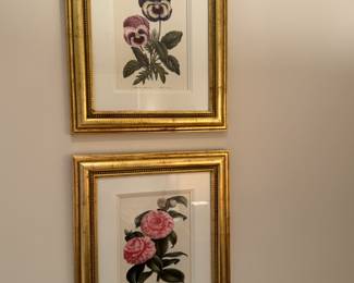 4 Trowbridge botanical prints 19"h x 16"w framed