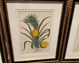 4 Trowbridge botanical prints 20" x 16" wide framed