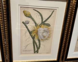 4 Trowbridge botanical prints 20" x 16" wide framed