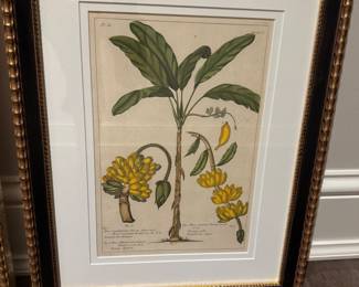 4 Trowbridge botanical prints 20" x 16" wide framed