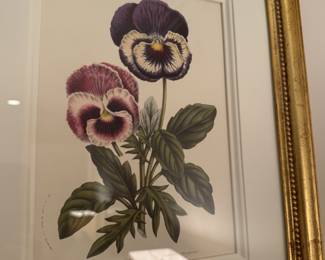 4 Trowbridge botanical prints 19"h x 16"w framed