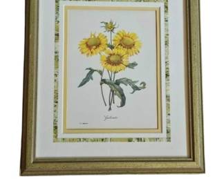 Framed botanical print of "Gailliarda" flower by botanical artist Pierre-Joseph Redoute
