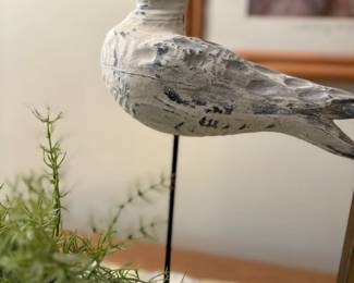 . . . plover