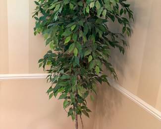 . . . faux ficus