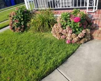 Hydrangeas; day lilies