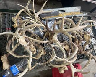 LOT OF ANTLERS