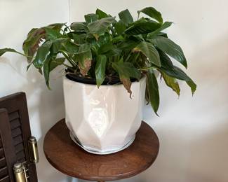 L8 - $20. Large Peace Lily in nice ceramic planter.