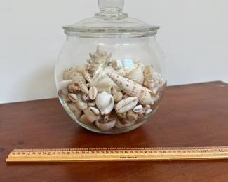 L54 - $20. Glass Container of Shells. Measures 6.5" wide x 8.5" tall