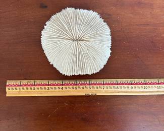 L55 - $25. Mushroom Coral. Measures 5.25" wide