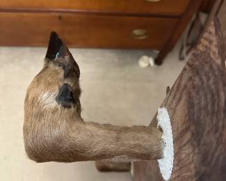 C28 - $50. Deer Hoof Wall Hooks. Measures 36" long.