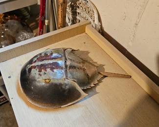 Horseshoe crab shell