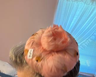 Pink feather hat