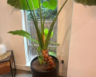 Various plants